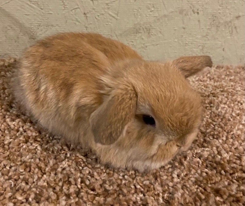 baby holland lop bunny for adoption