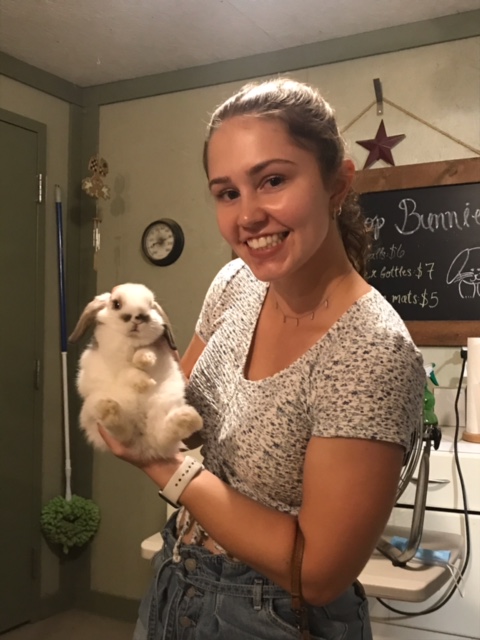 baby holland lop bunny for adoption