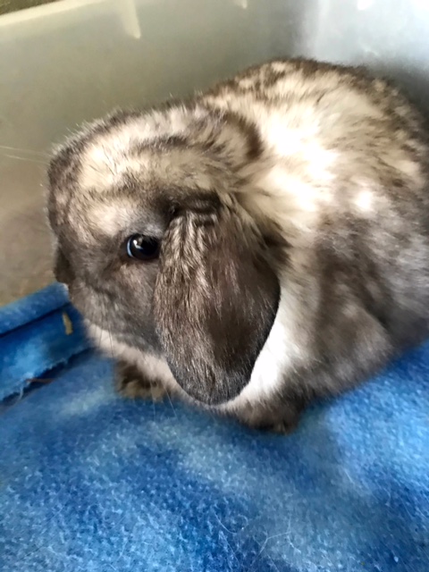 baby holland lop bunny for adoption