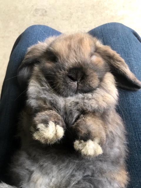 baby holland lop bunny for adoption