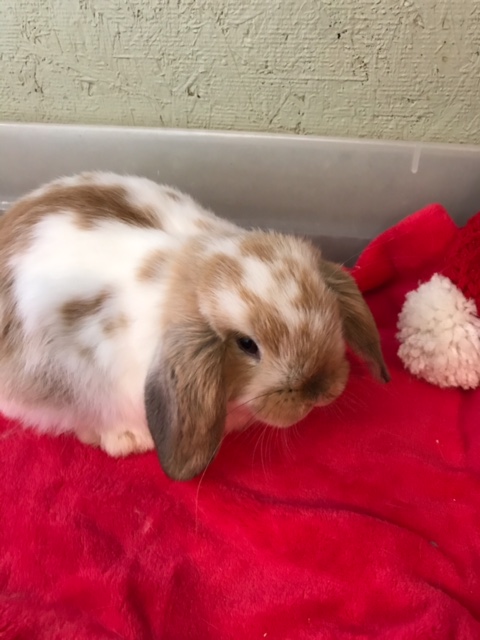 baby holland lop bunny for adoption