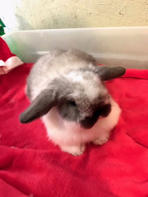 baby holland lop bunny for adoption