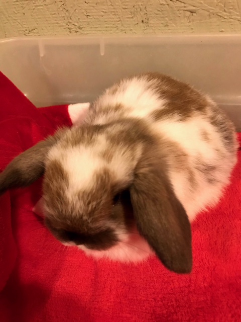 baby holland lop bunny for adoption