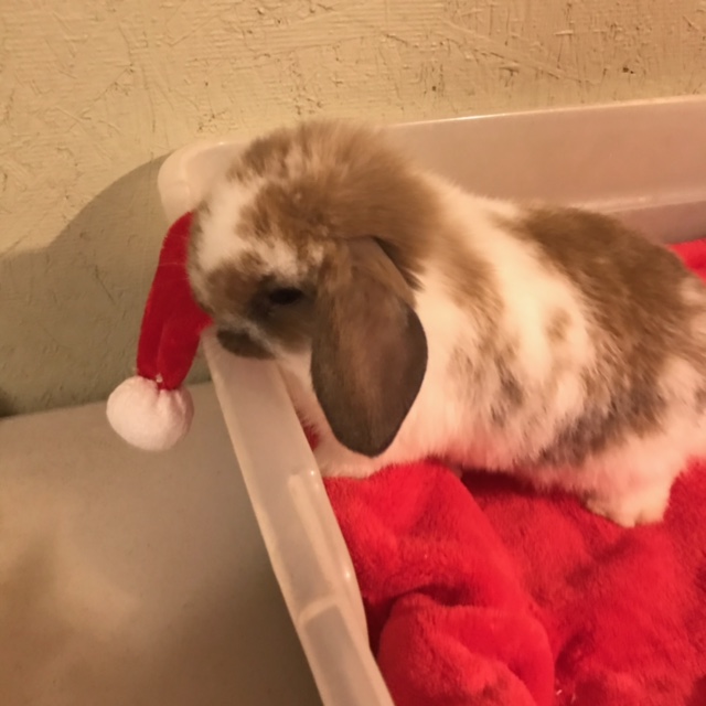 baby holland lop bunny for adoption