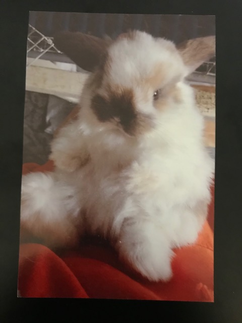baby holland lop bunny for adoption