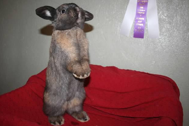 kirk is this big