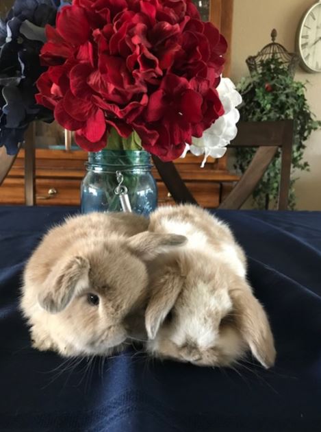 available cute baby bunnies