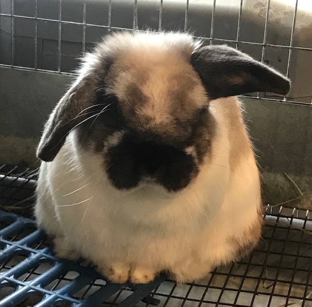 baby holland lop bunny for adoption