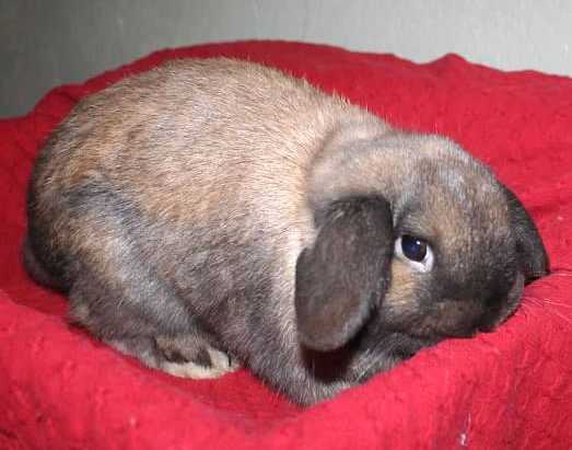 rabbit chewing
